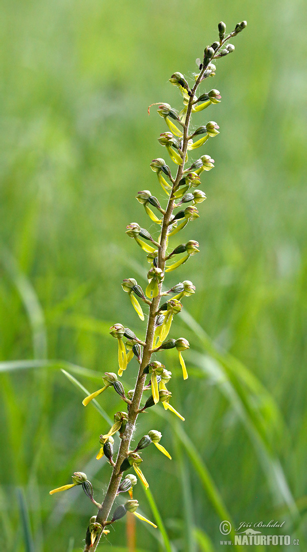 Listera ovata