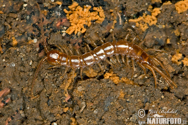 lithobie à pinces