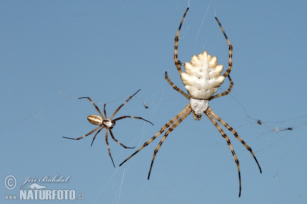 Lobed Argiope (Argiope lobata)