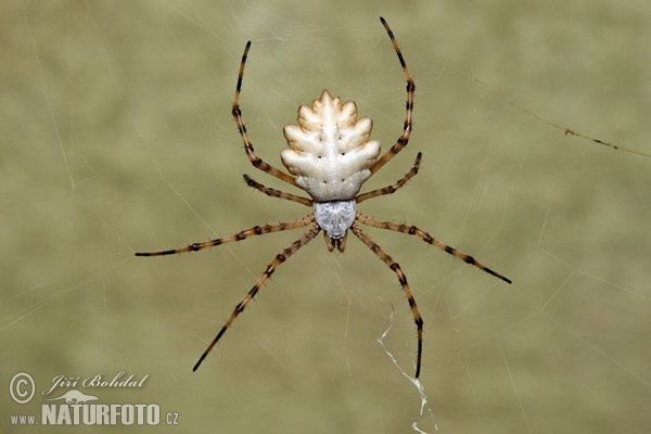 Lobed Argiope (Argiope lobata)