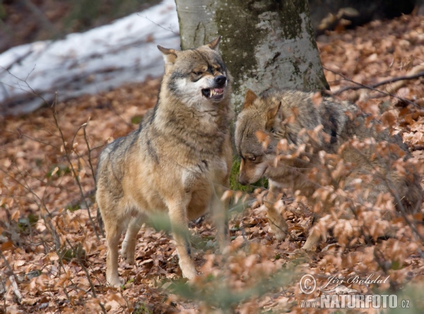 Lobo