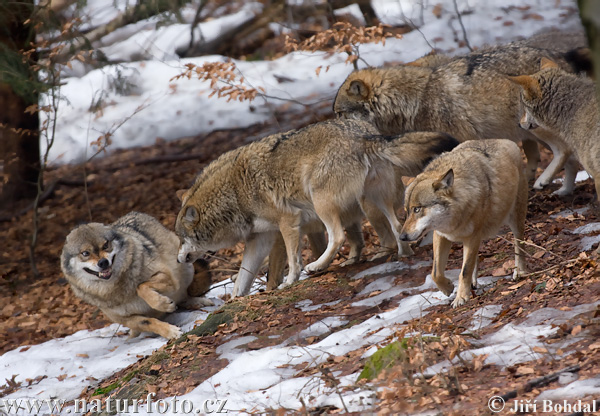 Lobo