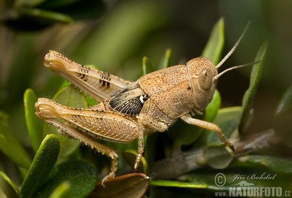 Locust (Califera sp.)