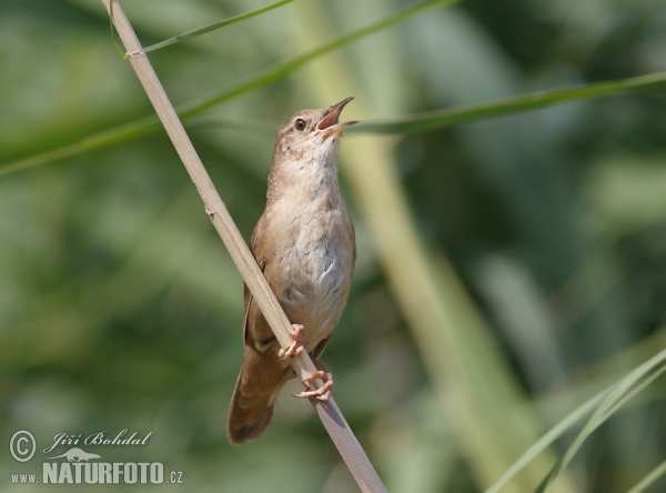 Locustella luscinioides