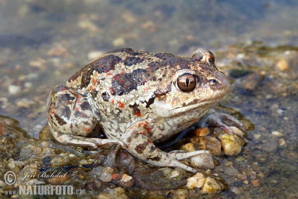 Lökgroda