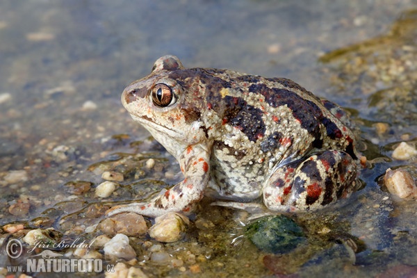 Lökgroda