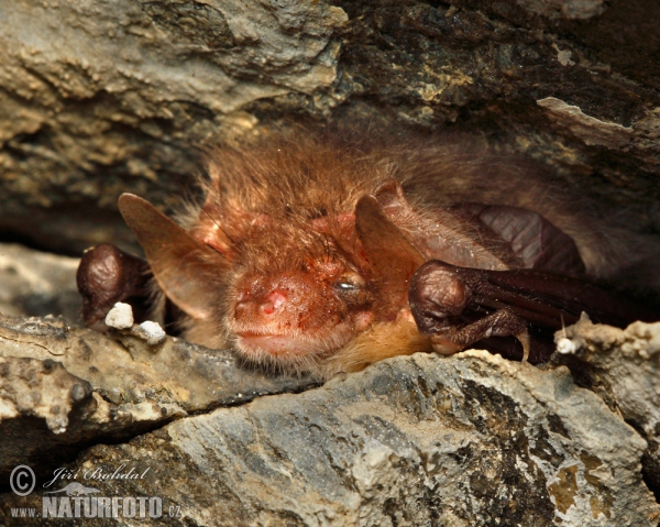 Long-eared Bat (Plecotus auritus)