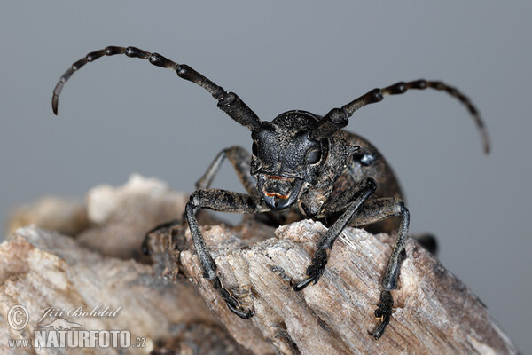 Long-Horned Beetle (Lamia textor)