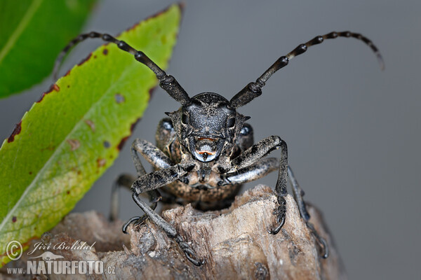 Long-Horned Beetle (Lamia textor)