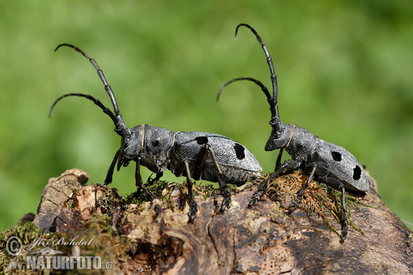 Long Horned Beetle (Morimus funereus)
