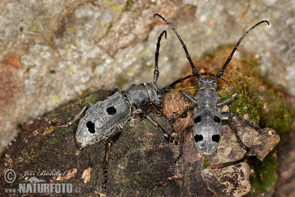 Long Horned Beetle (Morimus funereus)