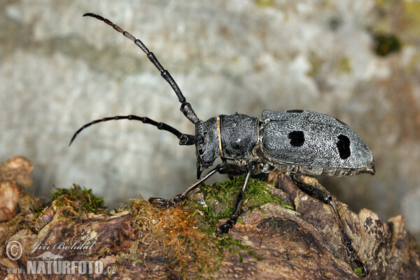 Long Horned Beetle (Morimus funereus)