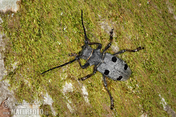 Long Horned Beetle (Morimus funereus)