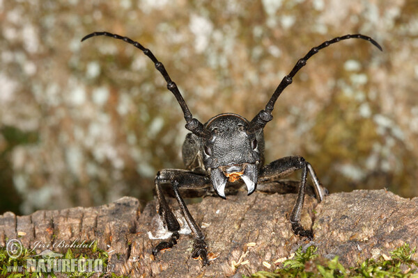 Long Horned Beetle (Morimus funereus)