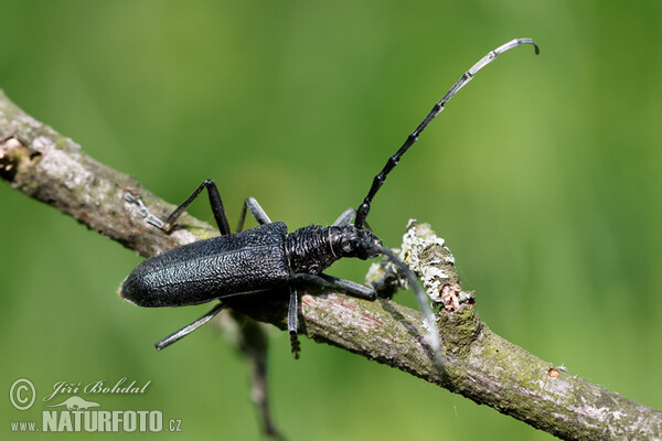 Longhorn Beetle (Cerambyx scopolii)