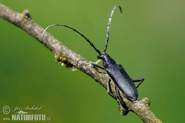 Longhorn Beetle (Cerambyx scopolii)