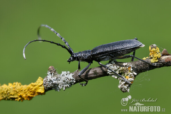 Longhorn Beetle (Cerambyx scopolii)