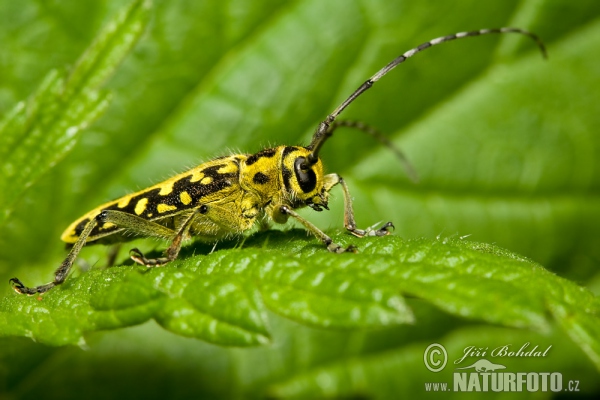 Longhorn Beetle (Saperda scalaris)