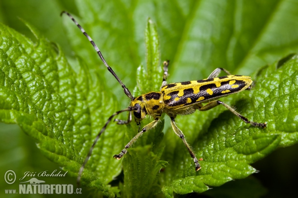 Longhorn Beetle (Saperda scalaris)