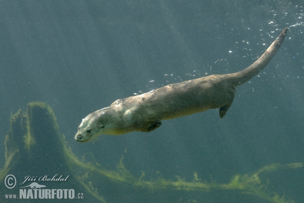 Lontra europea