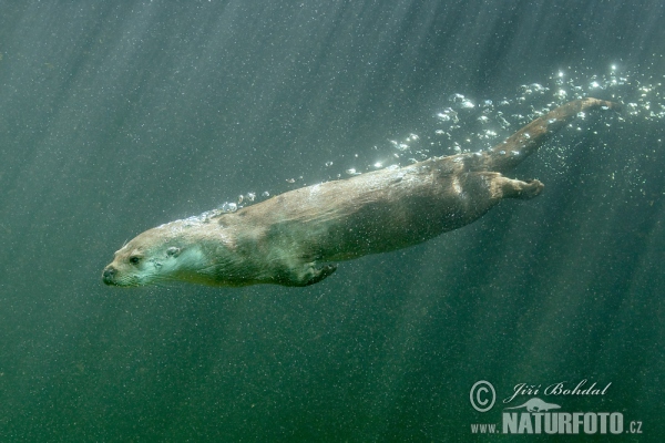 Lontra europea