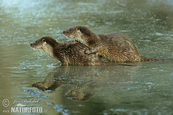 Lontra europea