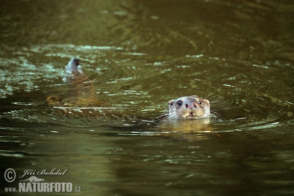 Lontra europea