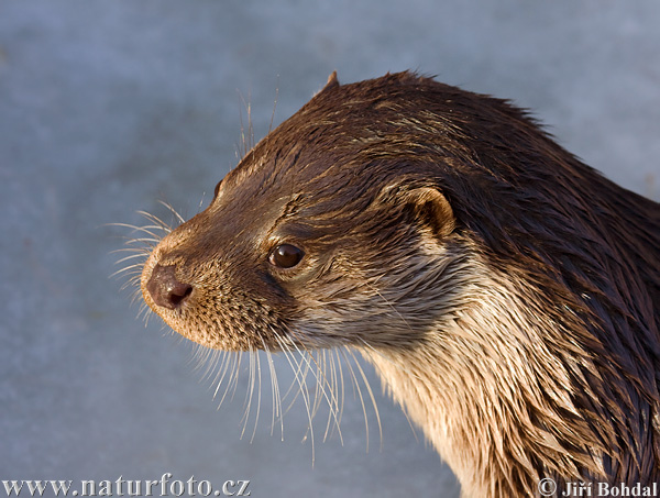 Lontra europea