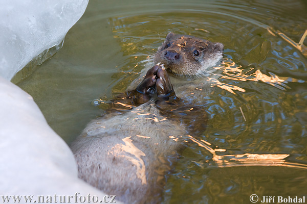 Lontra europea