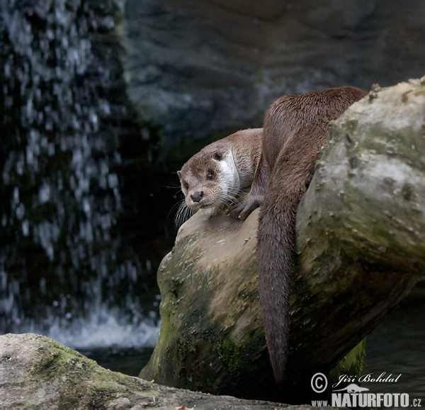 Lontra europea