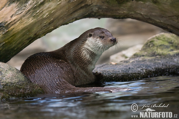 Lontra europea