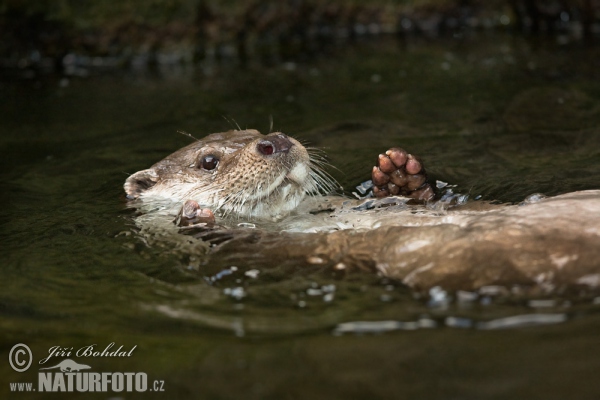 Lontra europea