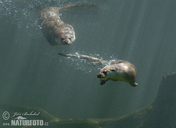 Lontra europea