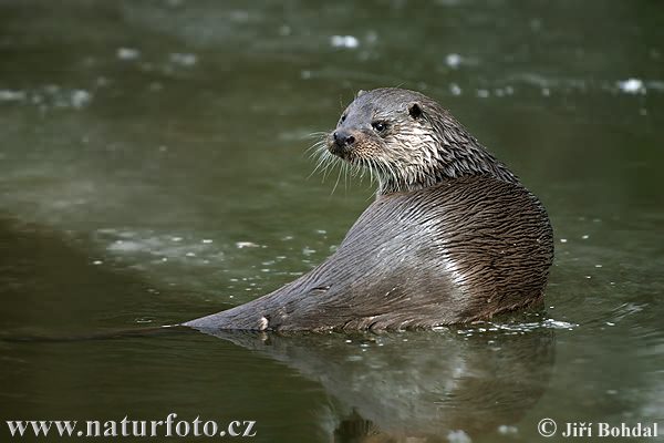 Lontra europea