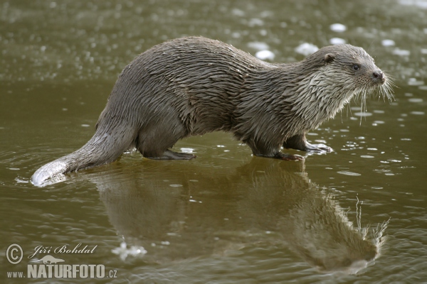 Lontra europea