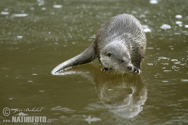 Lontra europea