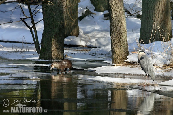 Lontra europea