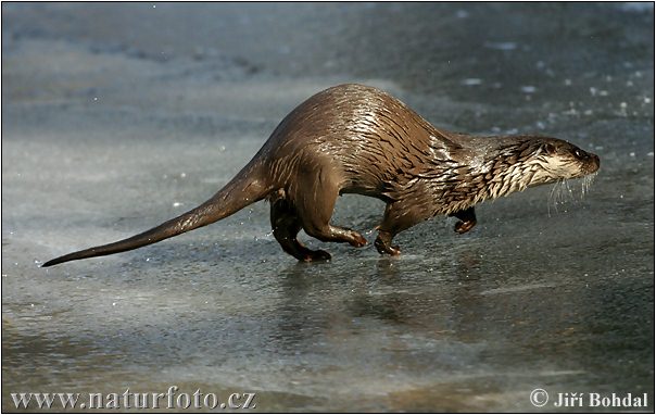 Lontra europea