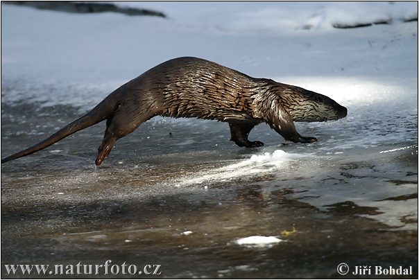 Lontra europea