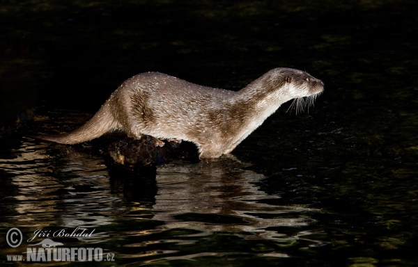 Lontra europea