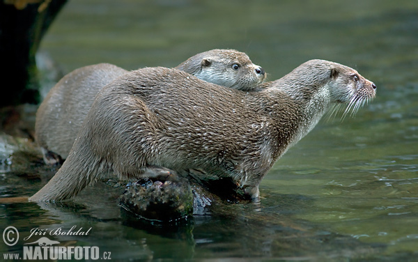 Lontra europea