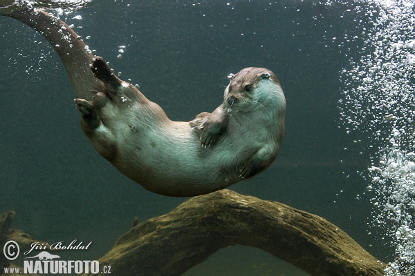 Lontra europea