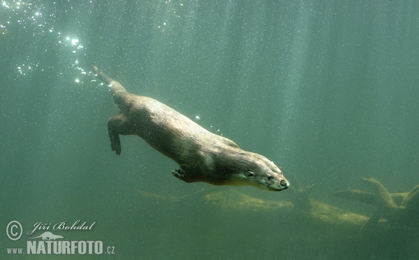 Lontra europea