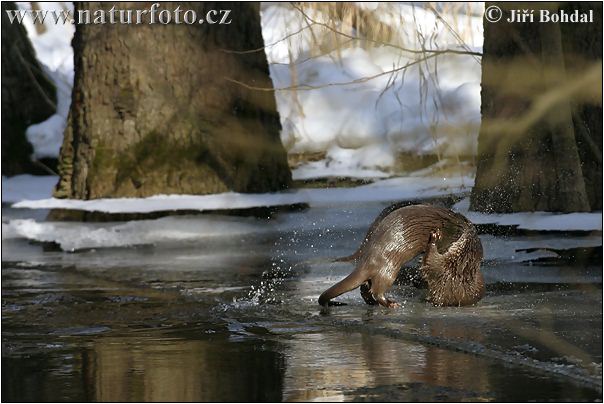 Lontra-europeia