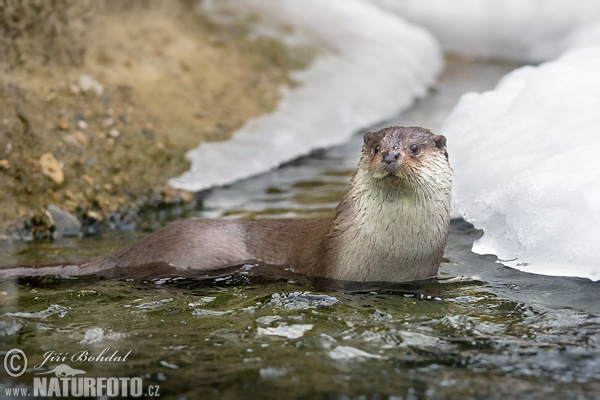 Lontra-europeia