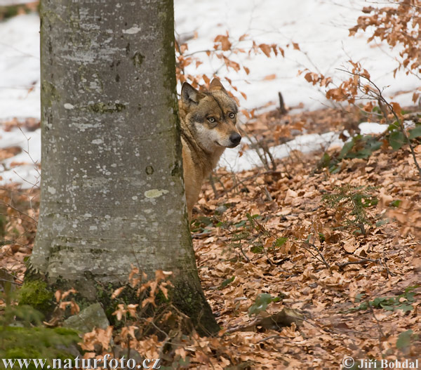 Loup