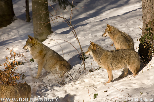 Loup