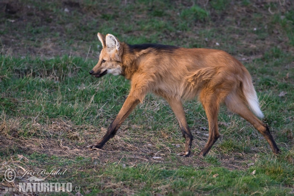 Loup à crinière