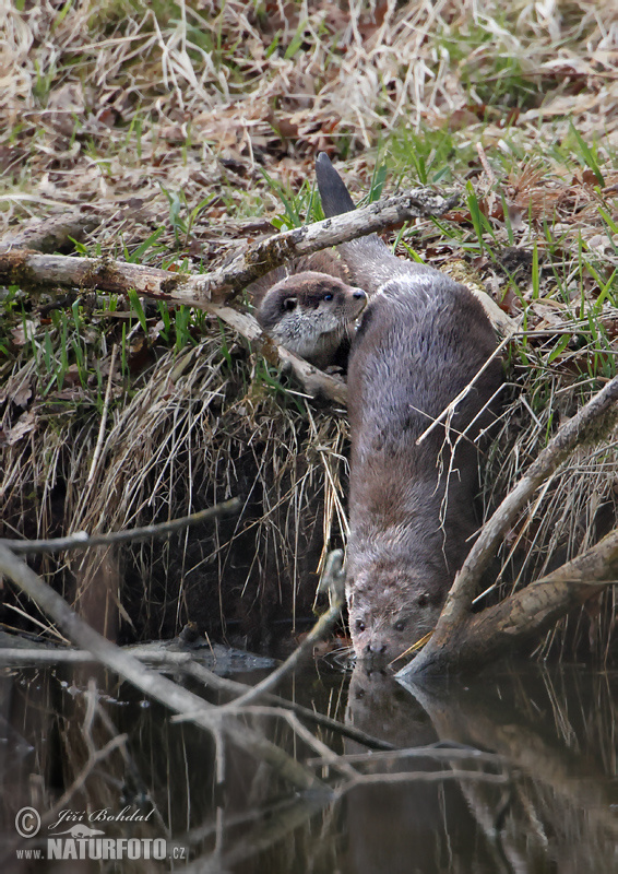 Loutre d'Europe