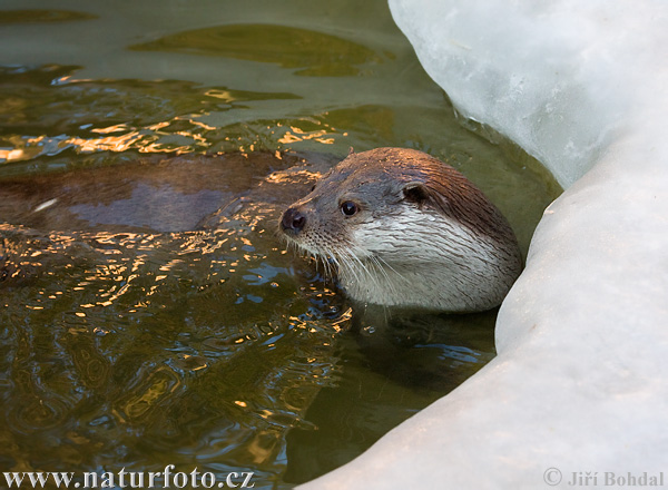 Loutre d'Europe